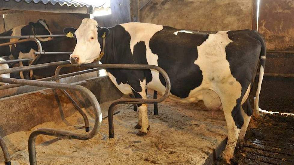 Een willekeurige Fleckvieh-kruisling in de stal van Schoonvelde. De veehouder wijst op het soepele klierweefsel van de uier, de functionele bouw van het kruis met het hoogliggende staartstuk, waardoor ze makkelijk afkalft en de souplesse waarmee ze zich d