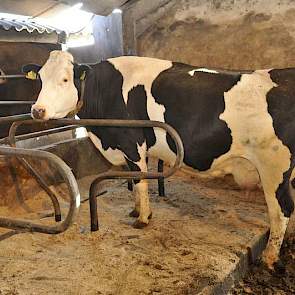 Een willekeurige Fleckvieh-kruisling in de stal van Schoonvelde. De veehouder wijst op het soepele klierweefsel van de uier, de functionele bouw van het kruis met het hoogliggende staartstuk, waardoor ze makkelijk afkalft en de souplesse waarmee ze zich d