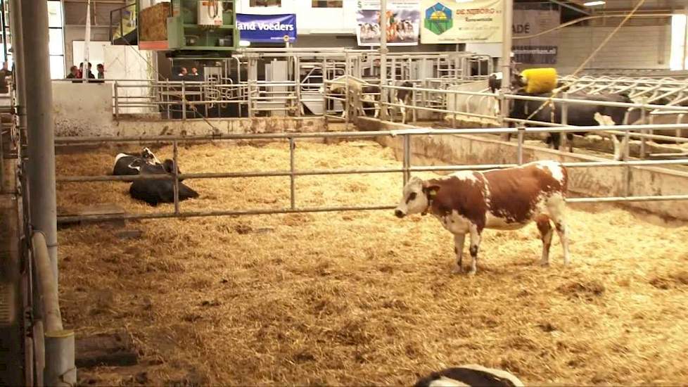 Open dag melkveebedrijf Zandbrink in Stoutenburg