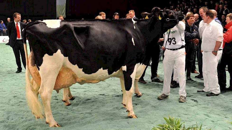 Koepon Storm Klaske 7 (v. Stormatic) van Pon uit Feerwerd werd reservekampioene bij de zwartbonte oudere koeien.