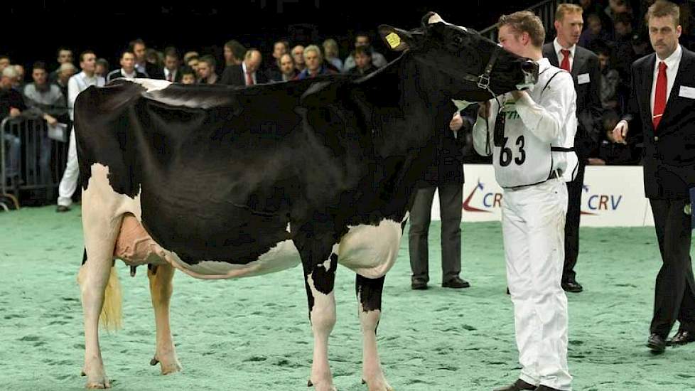 Hellen 585 (v. Goldwyn) van De Vries uit Boijl werd kampioene in de zwartbonte middenklasse.