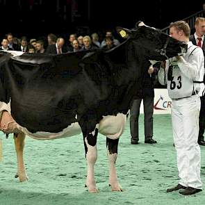 Hellen 585 (v. Goldwyn) van De Vries uit Boijl werd kampioene in de zwartbonte middenklasse.