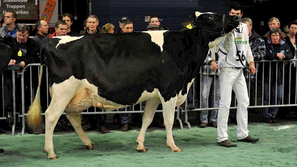 Hennie 302 (v. Goldwyn) van De Vries uit Boijl eindigde als derde in de kampioenskeuring van de zwartbonte middenklasse.