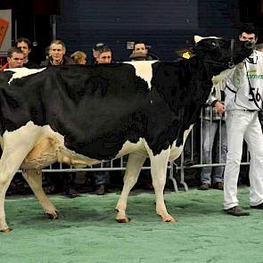 Hennie 302 (v. Goldwyn) van De Vries uit Boijl eindigde als derde in de kampioenskeuring van de zwartbonte middenklasse.