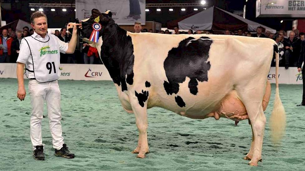 Lynette Champ (v. Champion) van de familie Altenburg uit Koufurderrige werd kampioene bij de zwartbonte oudere koeien.