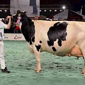 Lynette Champ (v. Champion) van de familie Altenburg uit Koufurderrige werd kampioene bij de zwartbonte oudere koeien.