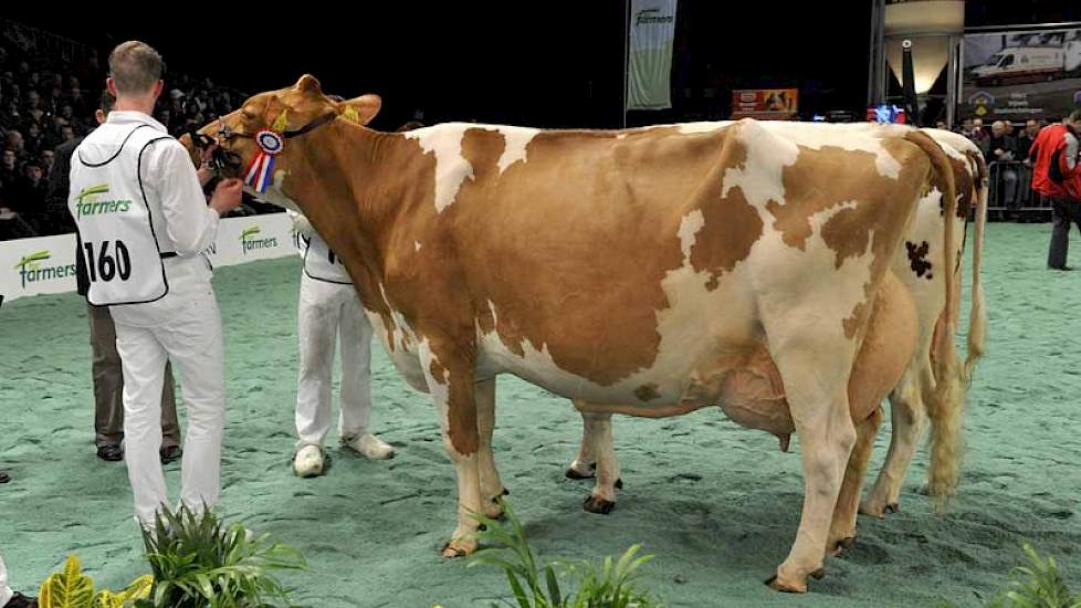 Zeedieker Mon-Chri 1 (v. Jordan Red) van Landbouwsluis uit Genemuiden werd kampioen bij de roodbonte oudere koeien.