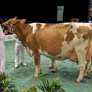 Zeedieker Mon-Chri 1 (v. Jordan Red) van Landbouwsluis uit Genemuiden werd kampioen bij de roodbonte oudere koeien.