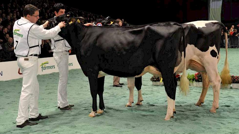 Op de voorgrond vaarzenkampioene Heemser All Beaty 695 (v. Goldwyn) van Deterd Oude Weme uit Heemserveen, erachter reservekampioene Leentje 55 (v. Titanic) van De Vries uit Boijl.