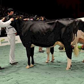 Op de voorgrond vaarzenkampioene Heemser All Beaty 695 (v. Goldwyn) van Deterd Oude Weme uit Heemserveen, erachter reservekampioene Leentje 55 (v. Titanic) van De Vries uit Boijl.