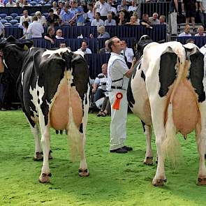 Wilhelmina 358 (v. Juror) van Teus van Dijk uit Giessenburg (links) won het algemeen kampioenschap bij zwartbont. Ernaast staat Bons-Holsteins Koba 152 (v. Integrity) van Nico Bons uit Ottoland. Koba 152 werd derde bij de oudere koeien, achter Wilhelmina