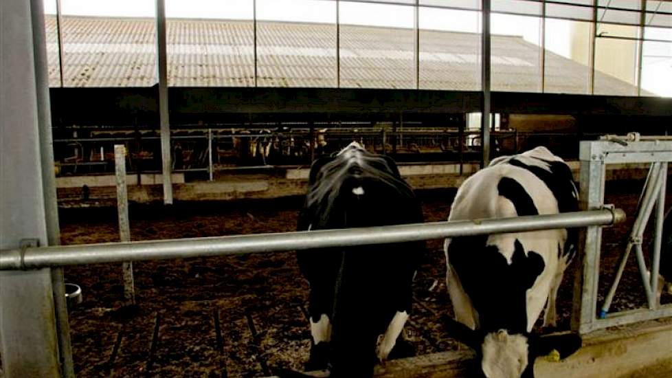 Een derde luchtinlaat van maar liefst 3,2 meter is te vinden boven de open verbinding van de nieuwe en de oude stal. Vooraan, onderdeel van de nieuwe stal, is de ruime afkalfruimte te zien. De vloer bestaat er uit compost, met roosters voor het voerhek. V