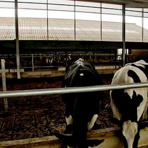 Een derde luchtinlaat van maar liefst 3,2 meter is te vinden boven de open verbinding van de nieuwe en de oude stal. Vooraan, onderdeel van de nieuwe stal, is de ruime afkalfruimte te zien. De vloer bestaat er uit compost, met roosters voor het voerhek. V