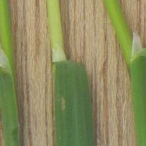 Straatgras tongetje (Poa annua ligula)