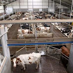 Twee DeLaval melkrobots niet in het midden maar op het kopeind van de stal.