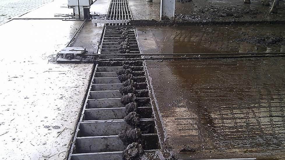 De mest, vermengd met zand en water, verdwijnt aan het einde van een stal in een goot.