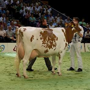 Barendonk Wilma 208 werd reservekampioene bij de roodbonte senioren.