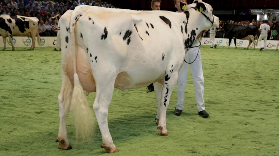 Ook de grote en gerekte Bons-Holsteins Dikkie 161 (v. Blitz) haalde de finale van de middenklasse.