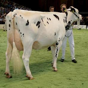 Ook de grote en gerekte Bons-Holsteins Dikkie 161 (v. Blitz) haalde de finale van de middenklasse.