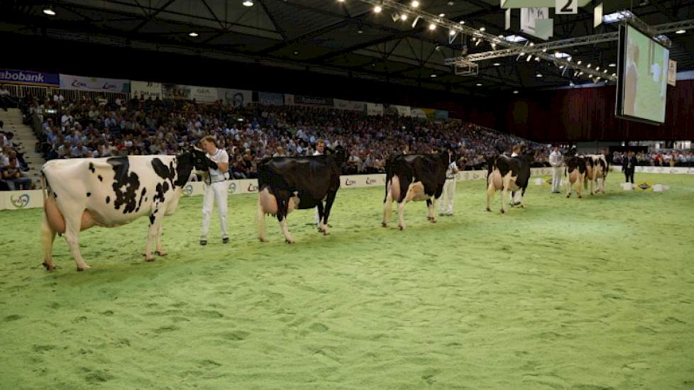 De line-up bij zwartbont oud met van links naar rechts Bons-Holsteins Ella 139, Wilhelmina 401, Tellingen Esmeralda 27, Jimm Holstein Hellen 585, Jimm Holsteins Hennie 302 en Future Dream H. Ber 29 (v. Duplex) van Jacob Wijnker uit Avenhorn, de 1A uit de