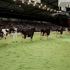 De line-up bij zwartbont oud met van links naar rechts Bons-Holsteins Ella 139, Wilhelmina 401, Tellingen Esmeralda 27, Jimm Holstein Hellen 585, Jimm Holsteins Hennie 302 en Future Dream H. Ber 29 (v. Duplex) van Jacob Wijnker uit Avenhorn, de 1A uit de