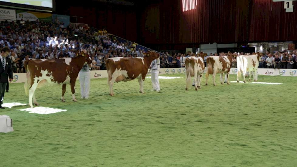 De line-up bij de roodbonte middenklasse. Van links naar rechts Jans 126 (v. Kojack) van Van der Aa uit Gemert, Maartje (v. Red Roulette) van Harkink-Sleumer uit Lochem, Carolien 7 (v. Classic) van Schrijver uit Terwolde, Brook Marie 61 (v. Classic) van P