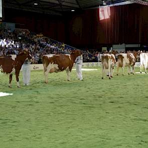 De line-up bij de roodbonte middenklasse. Van links naar rechts Jans 126 (v. Kojack) van Van der Aa uit Gemert, Maartje (v. Red Roulette) van Harkink-Sleumer uit Lochem, Carolien 7 (v. Classic) van Schrijver uit Terwolde, Brook Marie 61 (v. Classic) van P