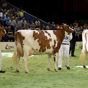 Kampioen bij de roodbonte middenklasse werd Brook Marie 61 (Classic x Taco) van Hans Puttenstein. Marie prolongeerde daarmee haar NRM-vaarzentitel van twee jaar geleden.