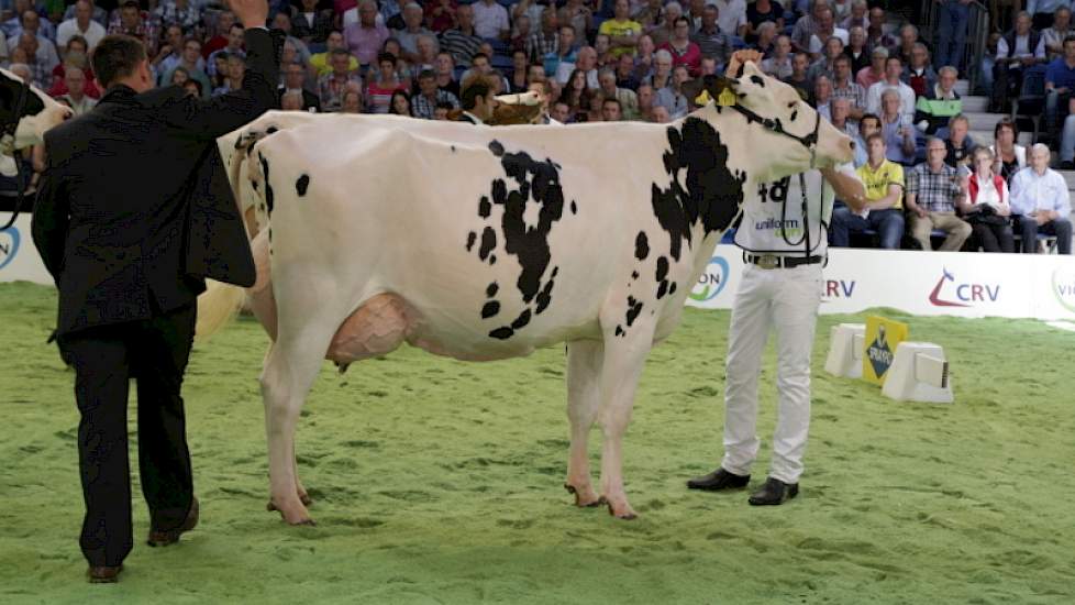 Ze moest het nipt afleggen tegen de eveneens uiterst correcte Jimm Holstein Hellen 589 (Shottle x Goldwyn) van John de Vries uit Boijl, die tot kampioene werd uitgeroepen.