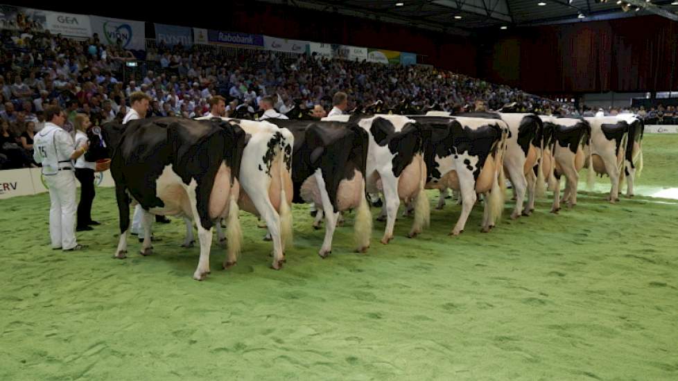 De rubriek met de oudste zwartbonten. Op kop (links) Tellingen Esmeralda 27 (v. Allen) van Krikken uit Echten (Dr.), vervolgens Bons-Holsteins Ella 139 (v. Boss Iron) van Bons uit Ottoland, Wilhelmina 401 (v. James) van Van Dijk uit Giessenburg, Bons-Hols