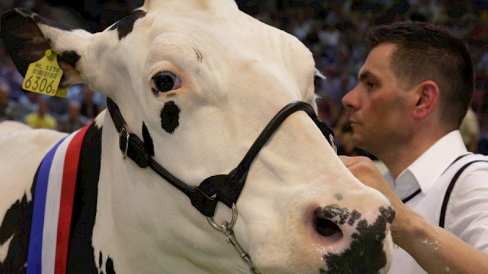 Het chique hoofd van de algemeen kampioene zwartbont van de NRM 2012, Jimm Holstein Hellen 589.