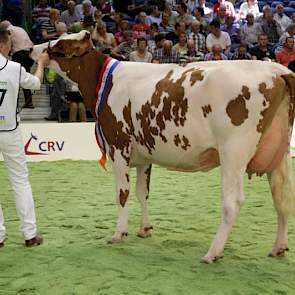 De zwaarder gebouwde Barendonk Brasilera 12 (Classic x Taco) van de familie Hermanussen uit Beers werd de roodbonte vaarzenkampioene.