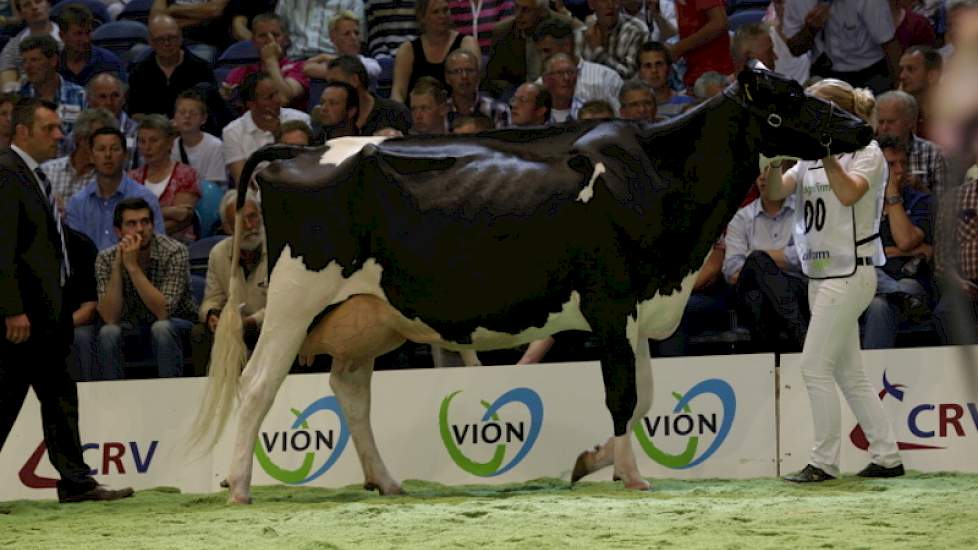 Nico Bons uit Ottoland haalde met twee koeien de finale van de zwartbonte middenklasse. Op de foto Bons-Holsteins Ella 167 (v. Goldwyn).