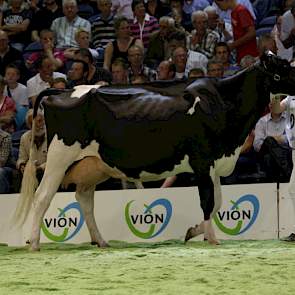 Nico Bons uit Ottoland haalde met twee koeien de finale van de zwartbonte middenklasse. Op de foto Bons-Holsteins Ella 167 (v. Goldwyn).