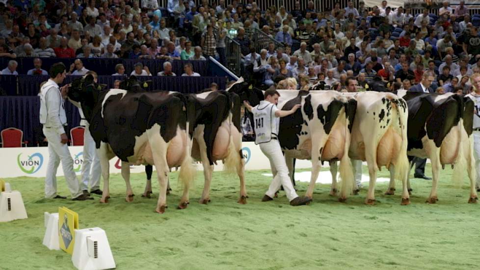 De tweede rubriek met zwartbonte senioren werd aangevoerd door de 1A geplaatste (links) Jimm Holstein Hennie 302 (Goldwyn x Skywalker) en 1B Jimm Holstein Hellen 585 (Goldwyn x Norik) van John de Vries uit Boijl. Hellen 585 is de moeder van middenklasseka