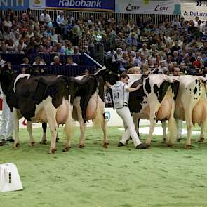 De tweede rubriek met zwartbonte senioren werd aangevoerd door de 1A geplaatste (links) Jimm Holstein Hennie 302 (Goldwyn x Skywalker) en 1B Jimm Holstein Hellen 585 (Goldwyn x Norik) van John de Vries uit Boijl. Hellen 585 is de moeder van middenklasseka