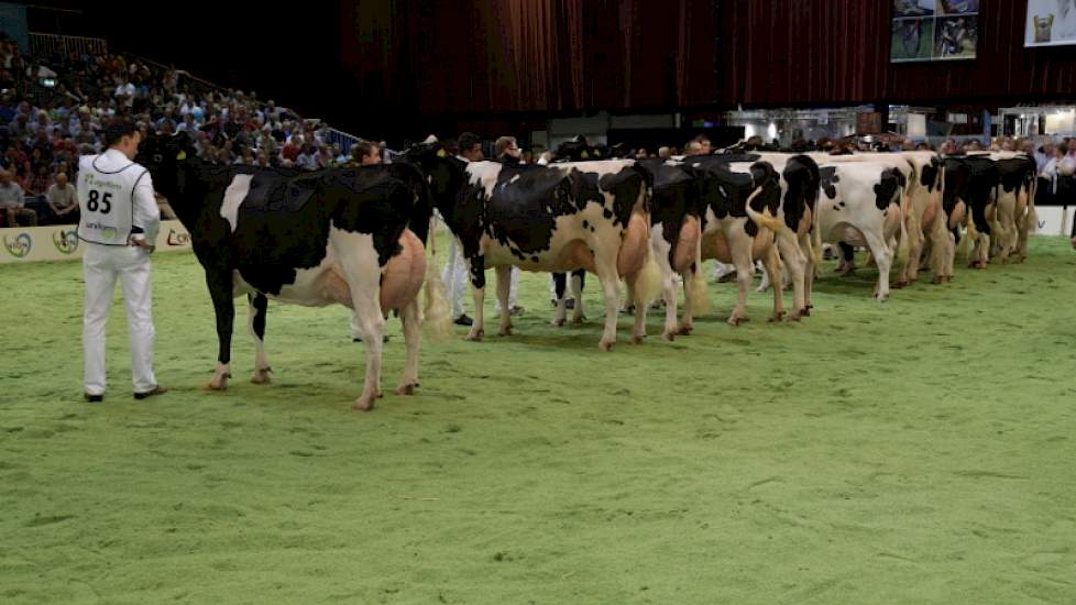 Het reservekampioenschap was er voor nr. 85, de uiterst correcte Mariegold (Goldwyn x Allen) van Ard Gunnink uit Ommen. Op de foto voert ze haar rubriek aan.