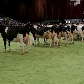 Het reservekampioenschap was er voor nr. 85, de uiterst correcte Mariegold (Goldwyn x Allen) van Ard Gunnink uit Ommen. Op de foto voert ze haar rubriek aan.