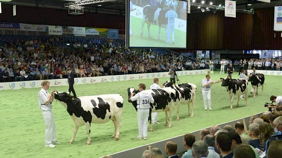 De goed ontwikkelde en over een mooie conditie beschikkende dochters van Slotbooms Pilot (Mascol x Jocko). Panelcijfer: 6,9.