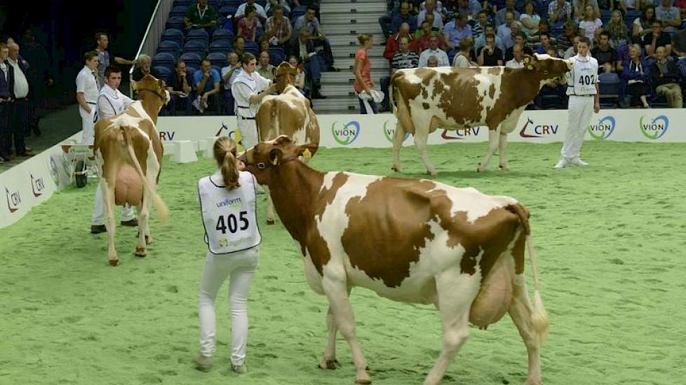 De groep met fors ontwikkelde dochters van Jotan (Jordan Red x Durham). Panelcijfer: 7,5.