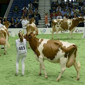 De groep met fors ontwikkelde dochters van Jotan (Jordan Red x Durham). Panelcijfer: 7,5.