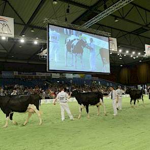 De eerste groep van de dag was die van genomicsstier Veneriete 252 Tempo (Goldwyn x O Man). Panelcijfer: 6,4.