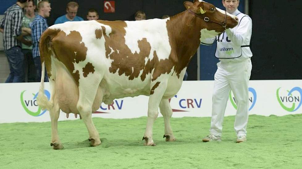 Leentje 595 (Stadel x Red Mitchel) van de familie Smit uit Markelo.