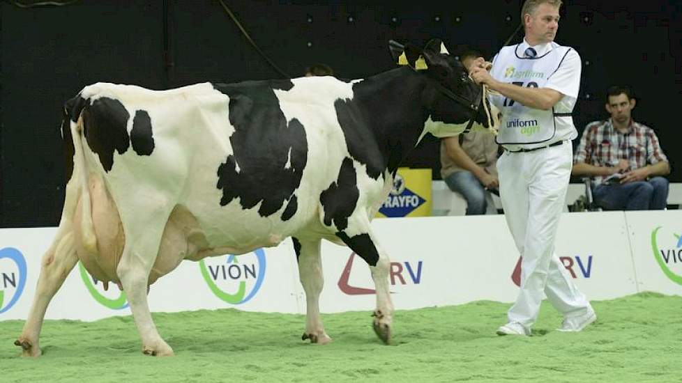 Amsweer Maaike 214 (Addison x Ronald) was slechts een maand jonger dan Glinzer Jettie 57. Eigenaar Arno van Velzen uit Meedhuizen fokte al meer dan dertig honderdtonners.