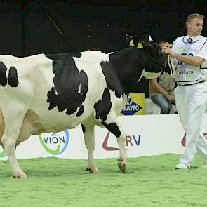 Amsweer Maaike 214 (Addison x Ronald) was slechts een maand jonger dan Glinzer Jettie 57. Eigenaar Arno van Velzen uit Meedhuizen fokte al meer dan dertig honderdtonners.