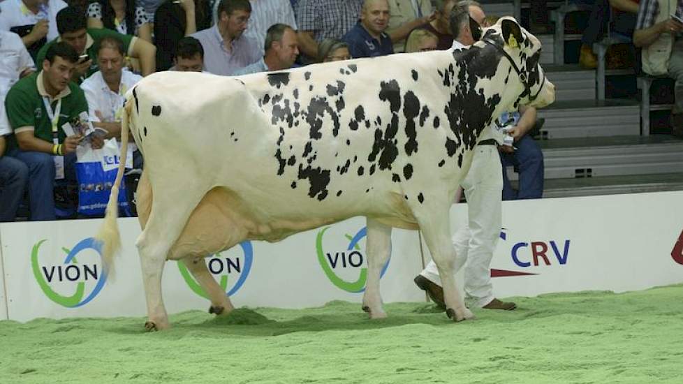 Klumper Nellie 5 (Stardom x Leadership) van Gert-Jan van der Haar uit Den Velde.