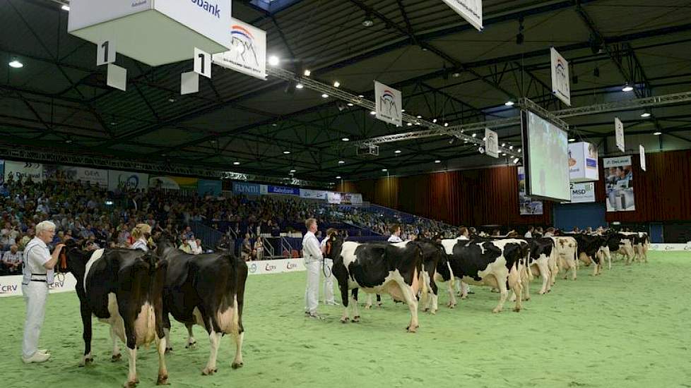 Geheel links de oudste koe van het gezelschap: Oelhorst Coba 591 (Labelle x Mascot) van de familie Luttikhedde uit Ambt Delden. Met haar ruim 16,5 jaar produceerde ze al bijna 175.000 kg melk. Rechts van Coba staat Geertje 166 en rechts van Geertje staat