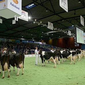 Geheel links de oudste koe van het gezelschap: Oelhorst Coba 591 (Labelle x Mascot) van de familie Luttikhedde uit Ambt Delden. Met haar ruim 16,5 jaar produceerde ze al bijna 175.000 kg melk. Rechts van Coba staat Geertje 166 en rechts van Geertje staat