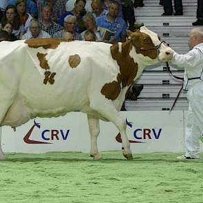 Soetten Botter Allmacht 8 (Stadel x Tulip) van Gerrit-Jan Klein Teselink uit Harfsen werd op de NRM van 2008 uitgeroepen tot algemeen kampioen roodbont.