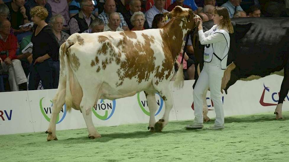 Bijzonder was ook de verschijning van Coba 89 van de familie Wiltink uit Nijbroek. Bijzonder omdat ze een vroege dochter is van Kian (mv. Clara's Orkan), die zelf op 15-jarige leeftijd nog altijd dekt en 'gewoon' op de CRV-stierenkaart staat.